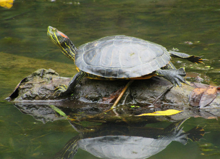 Red-ear Slider